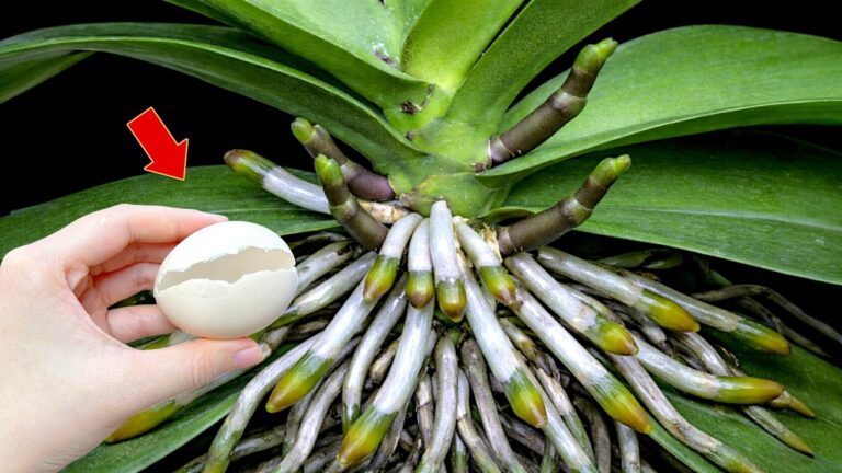 Scopri 5 trucchi per far fiorire la tua orchidea in modo straordinario!