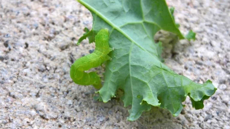 Come riconoscere e controllare i bruchi del cavolo