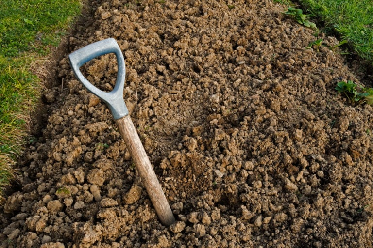 I 100 migliori piante per terreni argillosi: ortaggi, fiori, arbusti e alberi