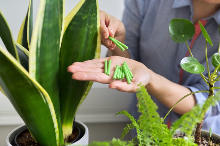 Concimare le piante d’appartamento: ecco come, quando e cosa usare
