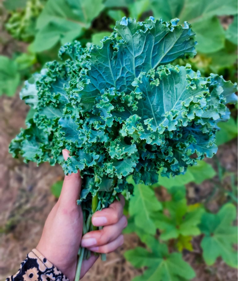 Come coltivare il cavolo riccio per avere foglie fresche per mesi
