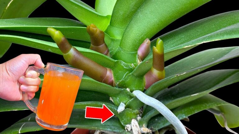5 Segreti per Prendersi Cura delle Orchidee che Nessuno Conosce
