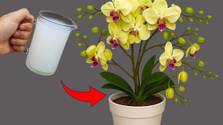 Scopri come far fiorire le orchidee 300 volte più velocemente in 1 mese!