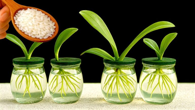 Scopri 5 trucchi per coltivare orchidee senza terra e ottenere fiori splendidi!