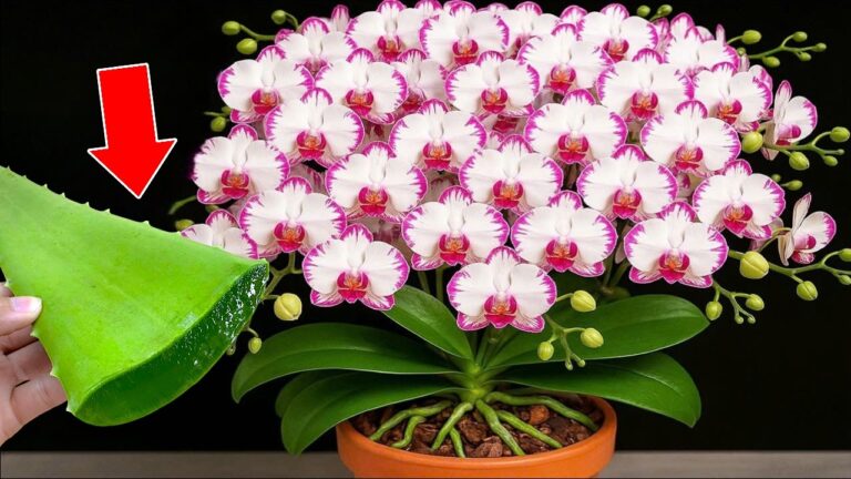 Scopri come l’aloe vera ha fatto fiorire le orchidee del 600%!
