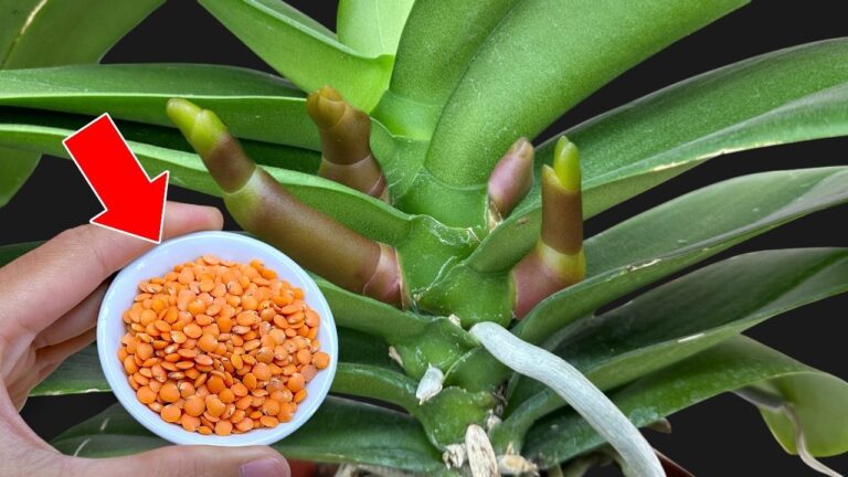 5 segreti per far fiorire le tue orchidee in soli 5 minuti! Scopri come!