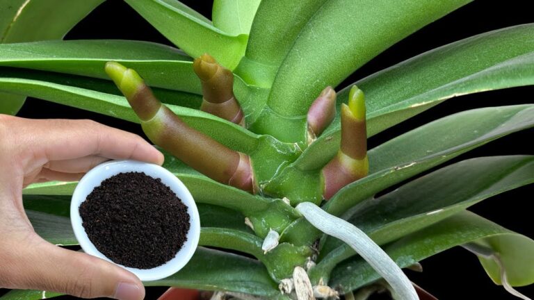 5 segreti per far fiorire le tue orchidee in modo sorprendente!