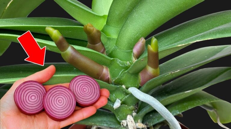 Fai fiorire le tue orchidee: 1 trucco per radici e fiori tutto l’anno!