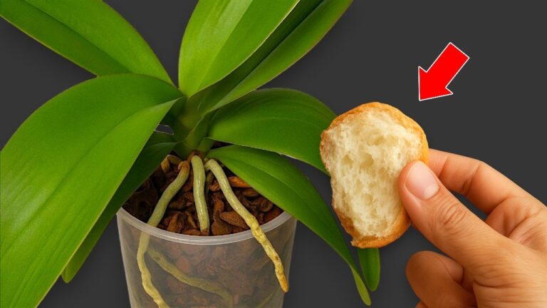 5 segreti per usare il miglior fertilizzante naturale per orchidee!
