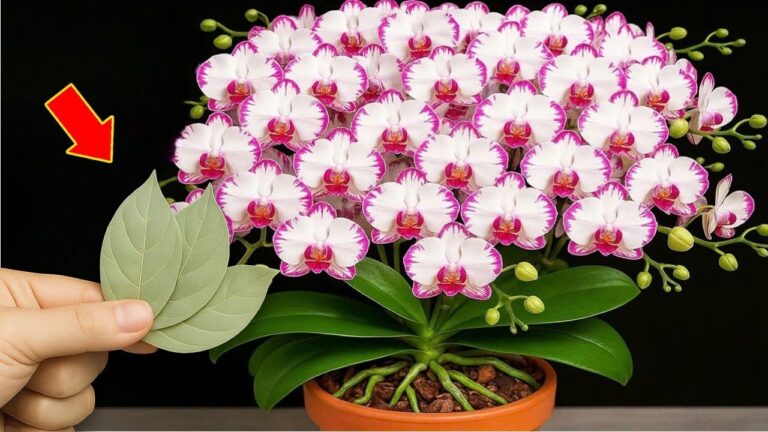 5 segreti per far fiorire le orchidee fino al 500% in più! Scopri come!
