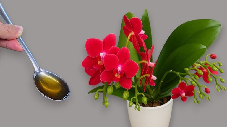 Scopri 7 segreti per far fiorire la tua orchidea tutto l’anno!