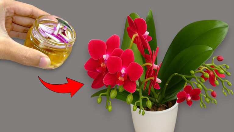 Scopri il segreto: 1 trucco per far fiorire le orchidee in modo magico!