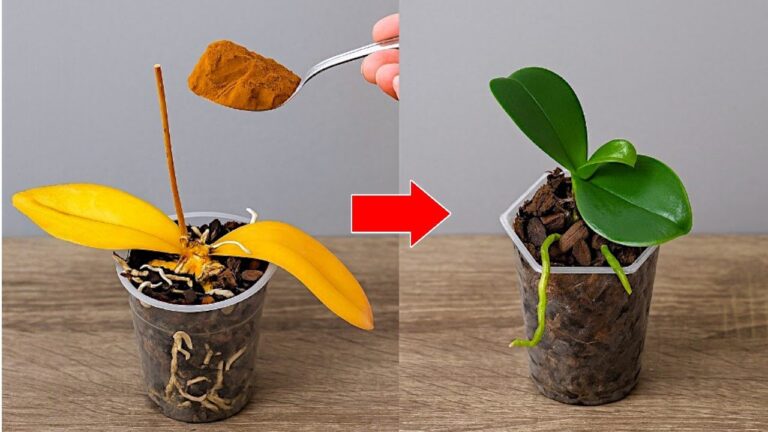 Rivitalizza 5 orchidee morte con questo trucco sorprendente!