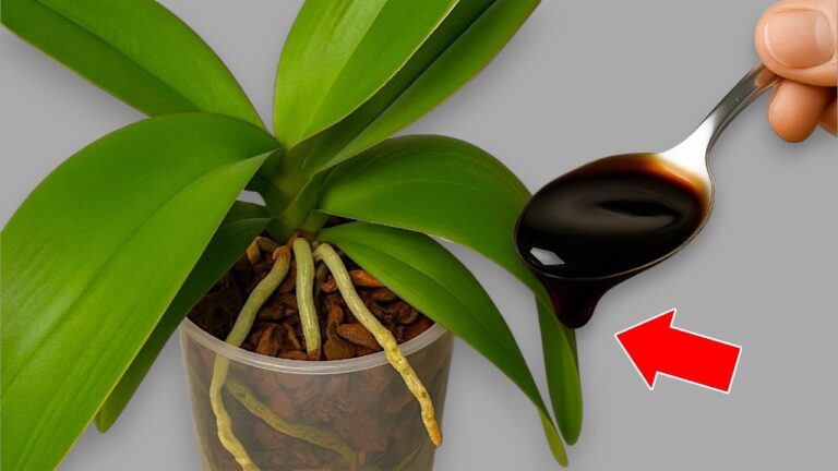 5 Segreti per Far Fiorire le Orchidee in Ogni Stagione! Scopri di Più!