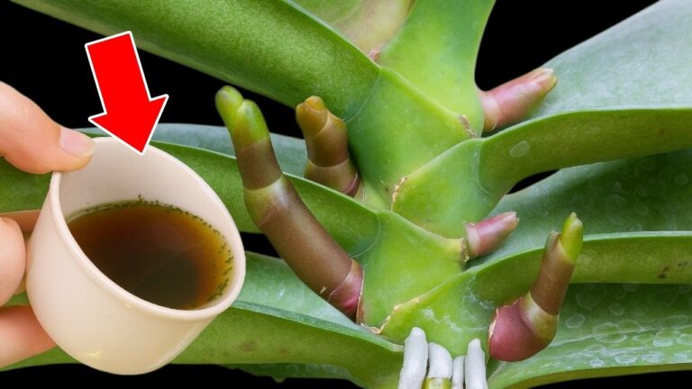 Scopri 1 segreto per far fiorire le orchidee: 1001 radici in un colpo!