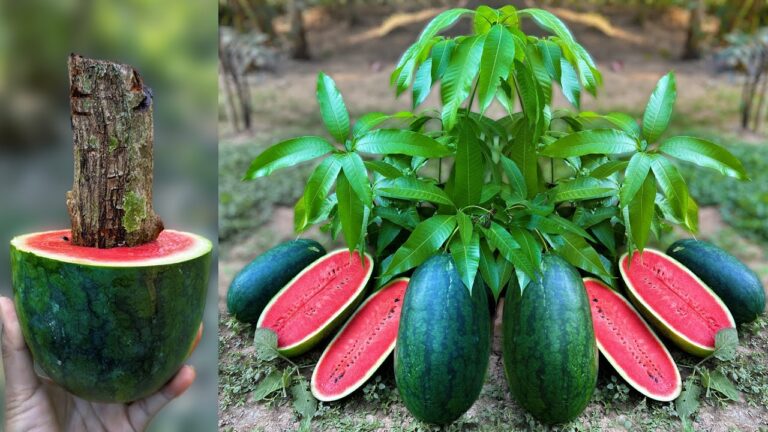 Scopri 5 Modi per Coltivare Mango e Anguria con Aloe Vera!