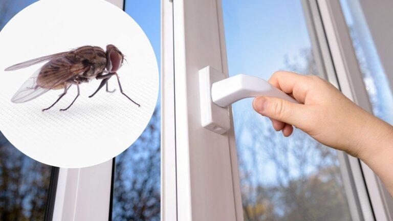 Dì addio alle mosche: 5 trucchi geniali per la tua finestra!
