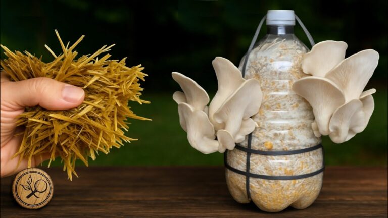 Scopri 5 semplici passi per coltivare funghi in bottiglie di plastica!