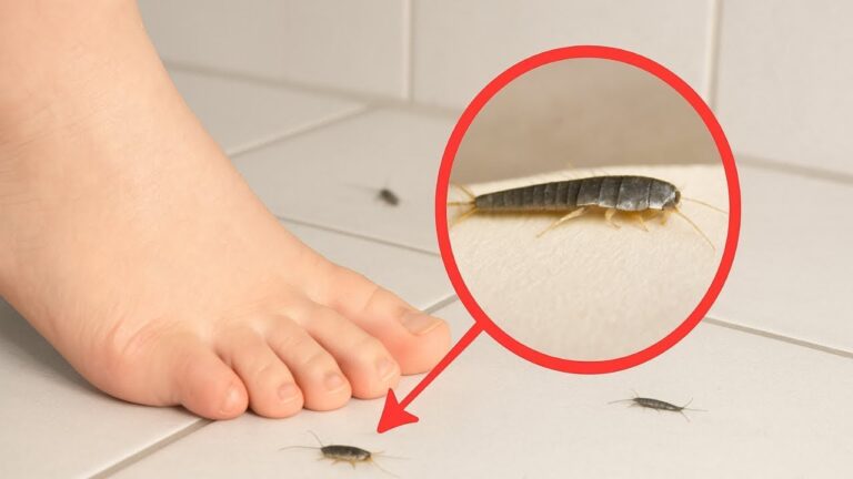 7 trucchi infallibili per sbarazzarti dei silverfish in casa!