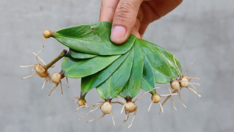 Scopri 5 trucchi per radicare foglie in sabbia e trasformare il tuo giardino!