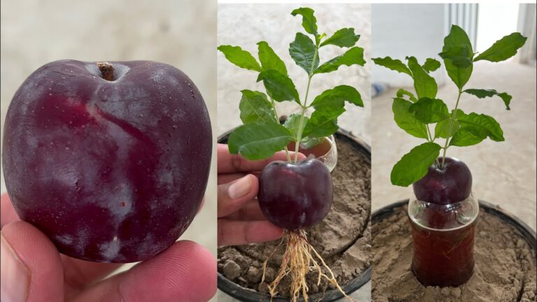 3 Metodi Unici per Coltivare Prugne in Acqua e Avere Frutti Freschi!
