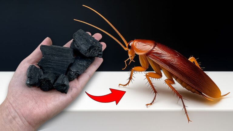 Elimina i scarafaggi: 5 metodi infallibili con il carbone da scoprire!