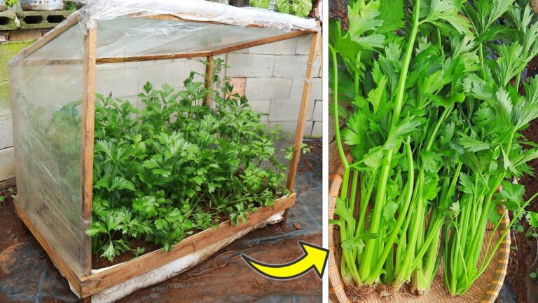 Scopri 5 semplici passi per coltivare sedano nel tuo mini greenhouse!