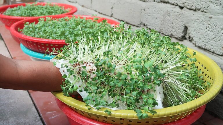 7 idee creative per coltivare germogli in casa senza terra