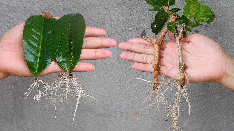 5 semplici trucchi per propagare piante in bottiglie di plastica