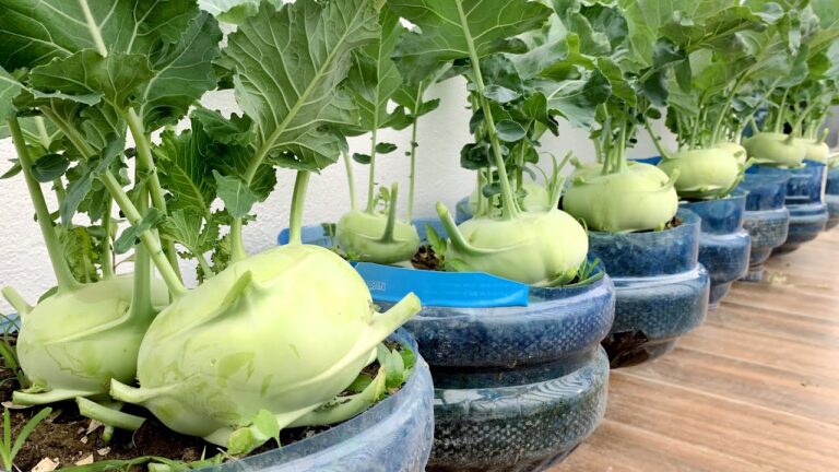 5 motivi per coltivare il kohlrabi sul balcone: scopri i benefici!