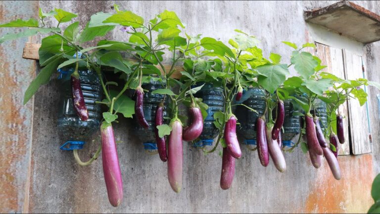 5 idee per coltivare melanzane in casa senza giardino! Scopri come ottenere tanti frutti.
