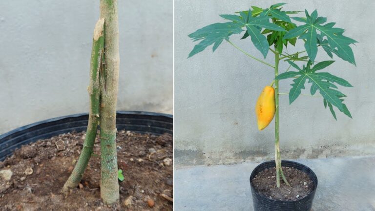 6 Passaggi per Propagare Papaya e Ottenere Frutti Giganti