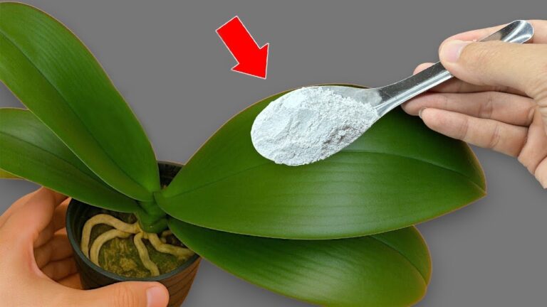 5 Strategie Efficaci per Salvare le Tue Orchidee da Rotture e Ruggine