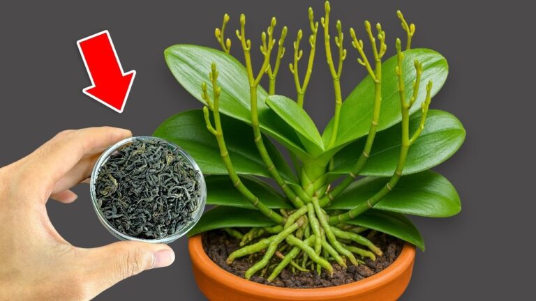 Scopri 5 trucchi per far fiorire le orchidee come mai prima d’ora!