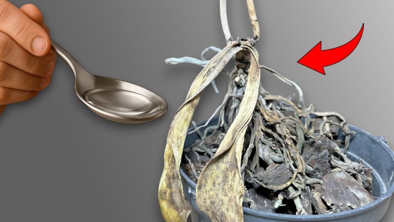 5 semplici trucchi per salvare le piante che stanno morendo