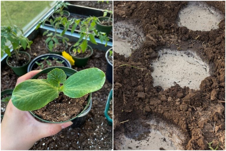 9 miglioramenti del terreno da aggiungere nei tuoi buchi per le piante di verdura