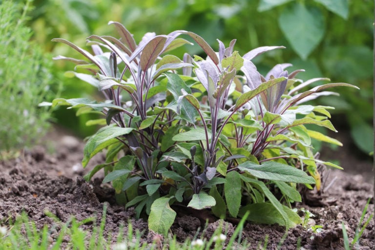 Come coltivare piante di salvia giganti da seme o talea