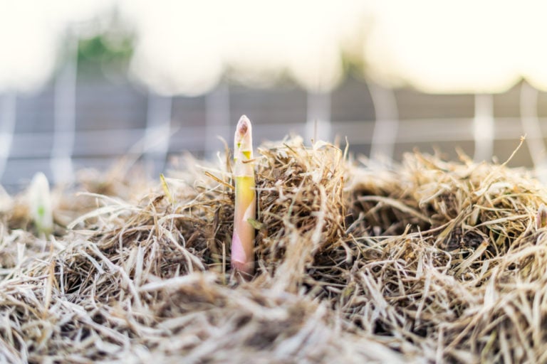 5 lavori facili di primavera per ottenere un’abbondante raccolta di asparagi